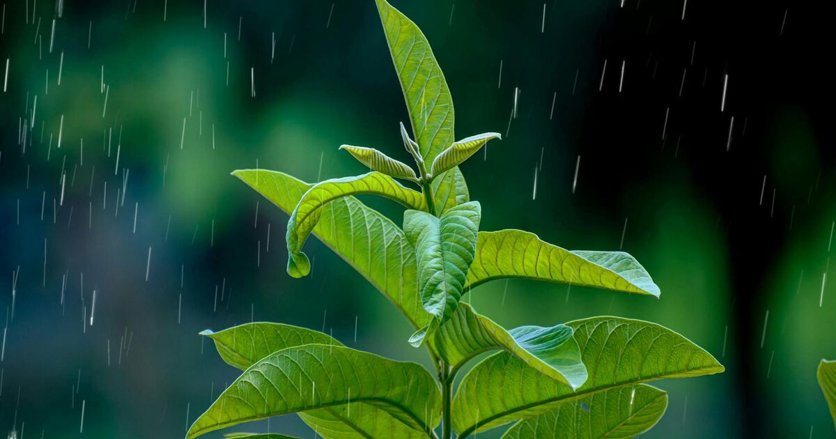 Grotere regenwaterput vanaf oktober verplicht bij nieuw- en verbouw